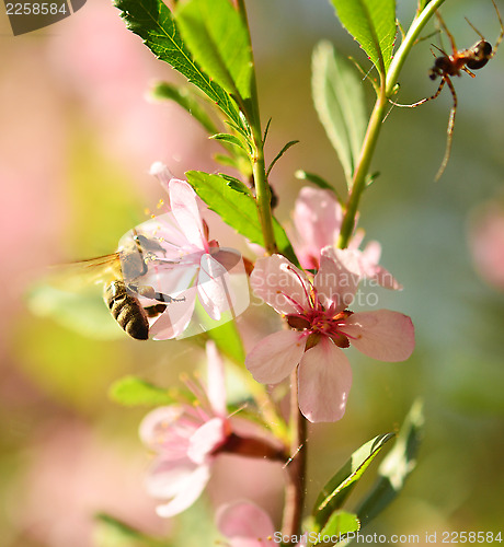 Image of flying bee