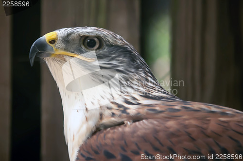 Image of hawk profile