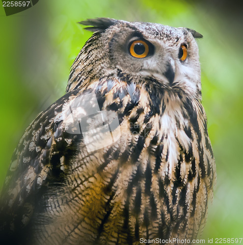 Image of Spectacled Owl 