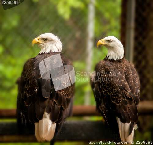 Image of bald head eagle