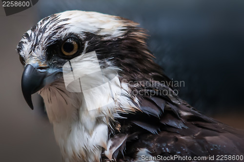 Image of hawk profile