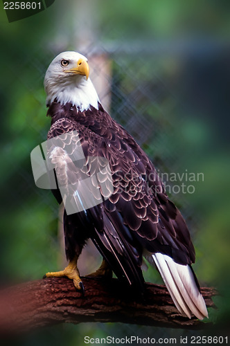 Image of bald head eagle