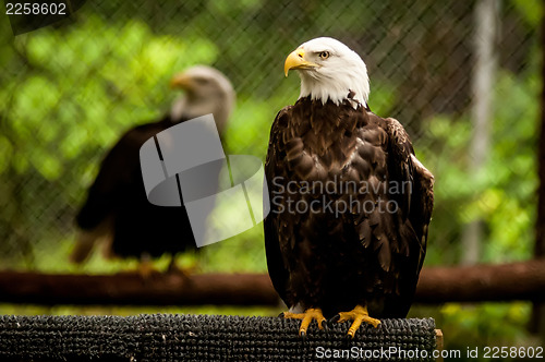 Image of bald head eagle