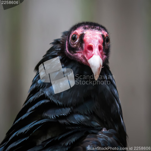 Image of Portrait Turkey vulture (Cathartes aura) 