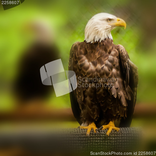 Image of bald head eagle