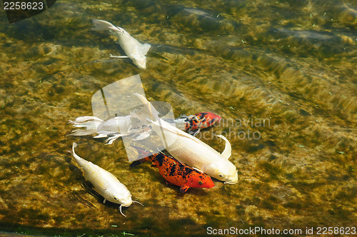 Image of Carp fish