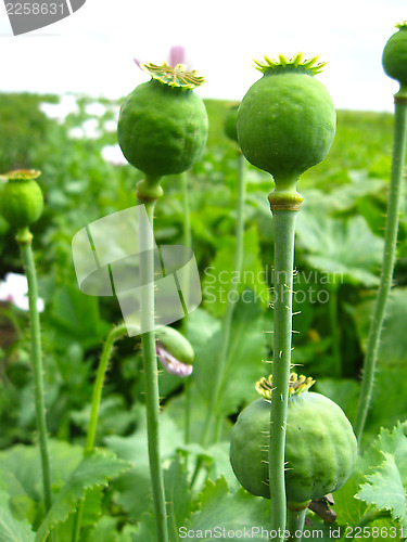 Image of green heads of the poppy