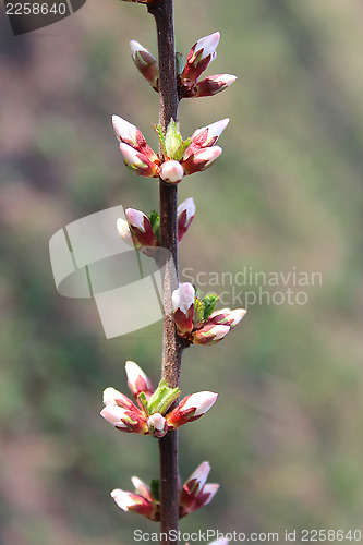 Image of unopened buds of Prunus tomentosa's flowers
