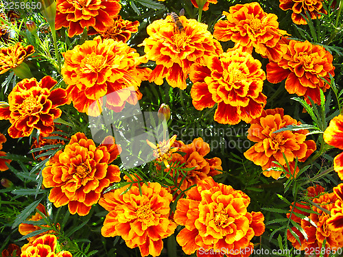 Image of beautiful flower of tagetes