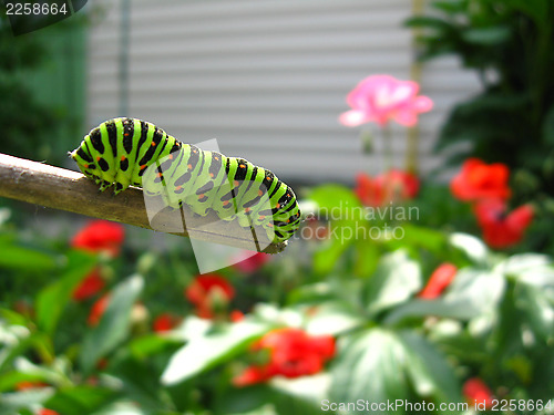 Image of Caterpillar of the butterfly  machaon on the stick