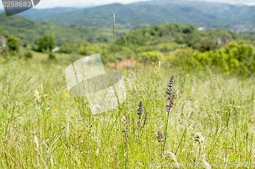 Image of wild meadows in Liguria, Italy