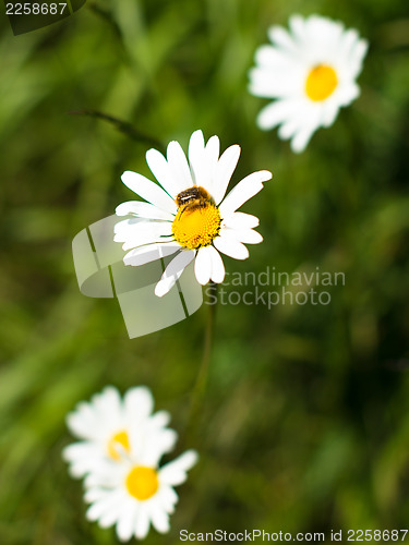 Image of Chamomile flowers and bee