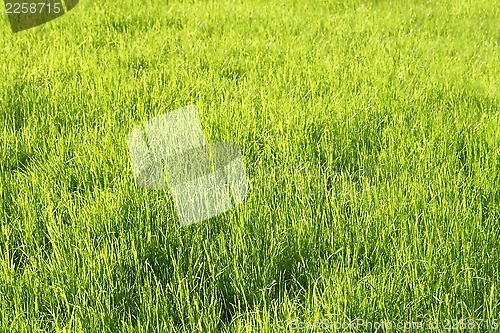 Image of Green sunny grass background
