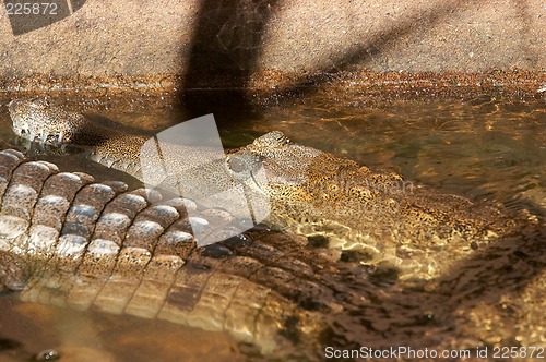 Image of Crocodiles