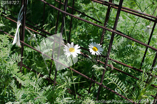 Image of Chamomile flowers and rusty steel