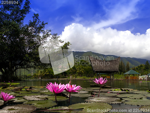 Image of Lotuses and Gazebo.