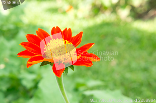 Image of Mexican Sunflower