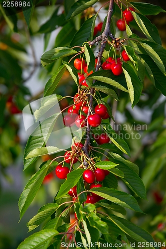 Image of Cherry