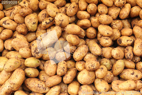 Image of many raw potato