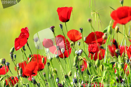 Image of red poppy flowers in field