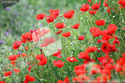 Image of red poppy flowers in field