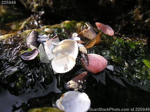 Image of Seashells