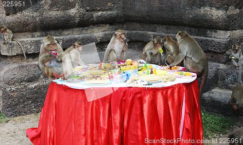 Image of Monkey feast