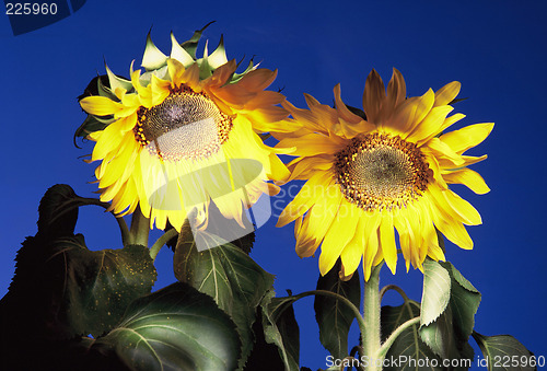 Image of sunflower