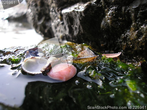 Image of Seashells and water