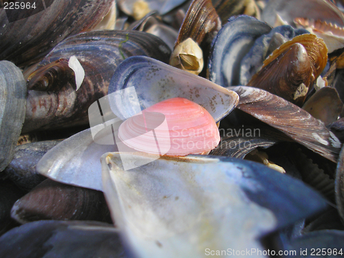 Image of Pink Seashell