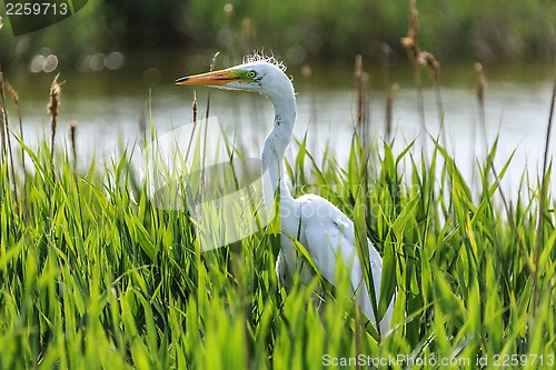 Image of White Egret  