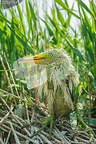 Image of White Egret chick