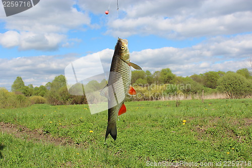 Image of Beautiful caught chub