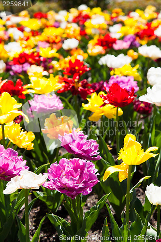Image of Tulips garden