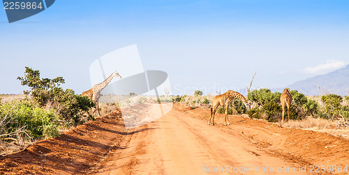 Image of Free Giraffe in Kenya