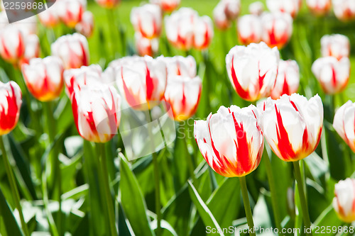Image of Happy Generation tulip