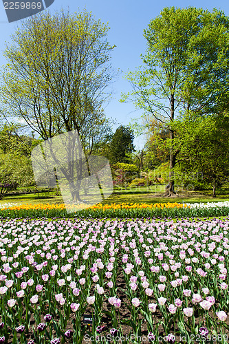 Image of Tulips garden