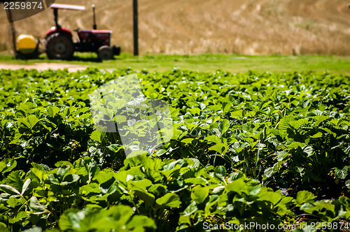 Image of strawberry farm field