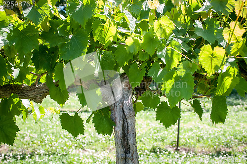 Image of vineyard farm