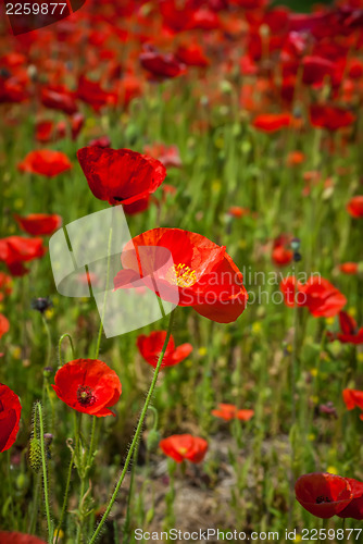 Image of poppy field  