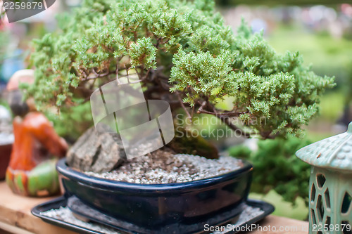 Image of miniature bonsai japanese tree in a pot