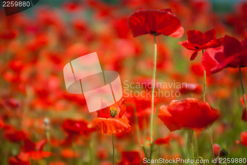 Image of poppy field  