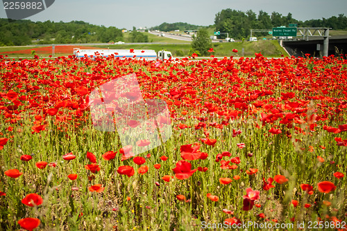 Image of red poppy field near highway road