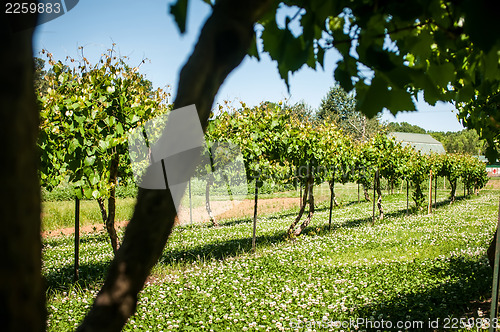 Image of vineyard farm