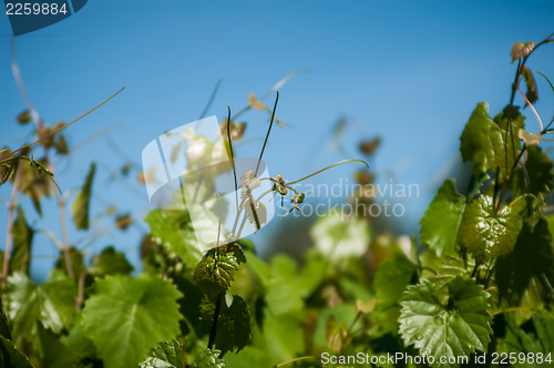 Image of vineyard farm