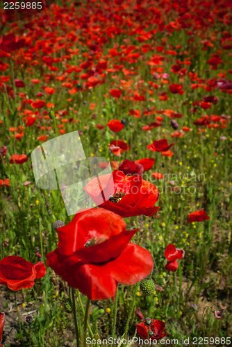 Image of poppy field  