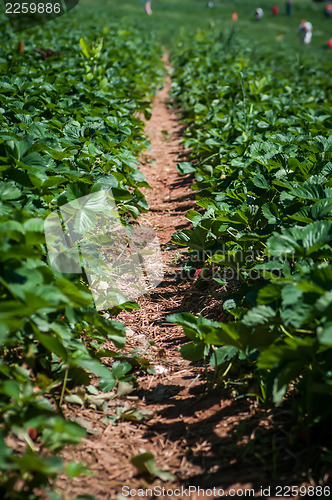 Image of strawberry farm field