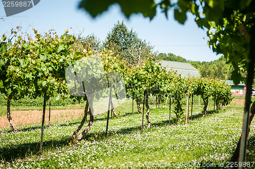 Image of vineyard farm