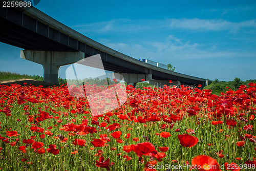 Image of red poppy field near highway road