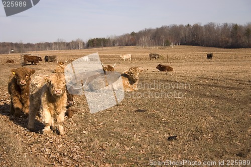 Image of Highlander Cattle